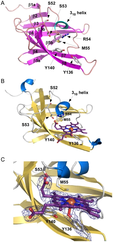 Apo and holo IsdX1 crystal structures.