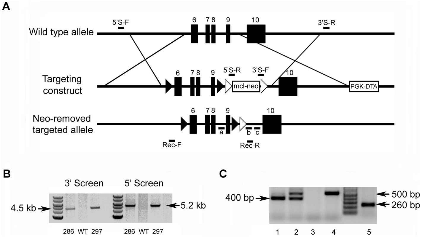 Generation of the <i>Fam20c</i> floxed alleles and <i>Fam20c</i> null alleles.