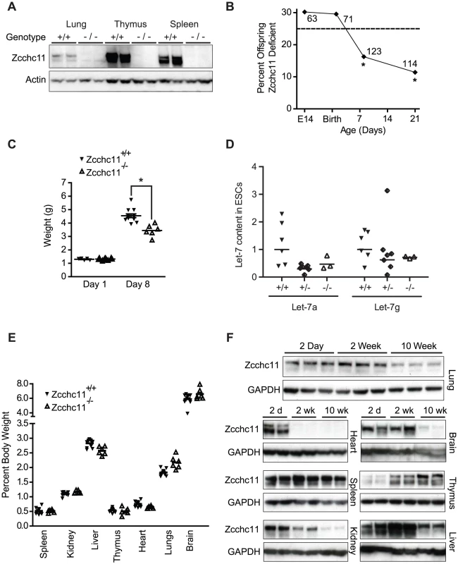 Zcchc11 enhances growth and fitness through the perinatal period.