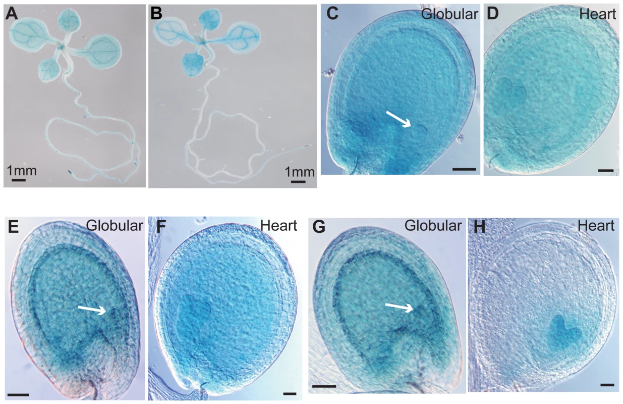 Spatial Expression Patterns of <i>ASH2R</i>, <i>RBL</i>, and <i>WDR5a</i>.