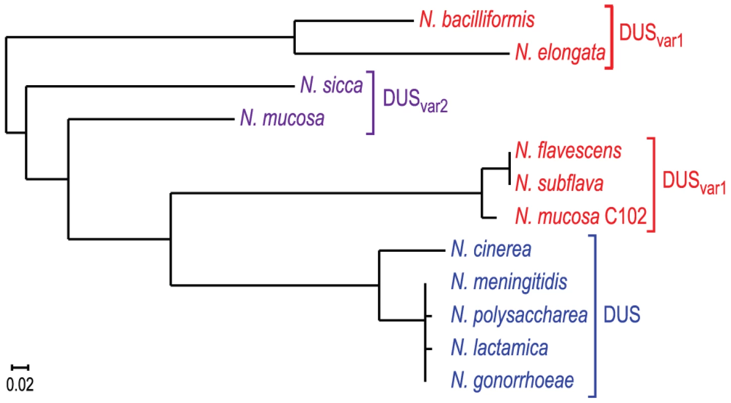Human <i>Neisseria</i> species harbouring different DUS variants have different cognate ComPs.
