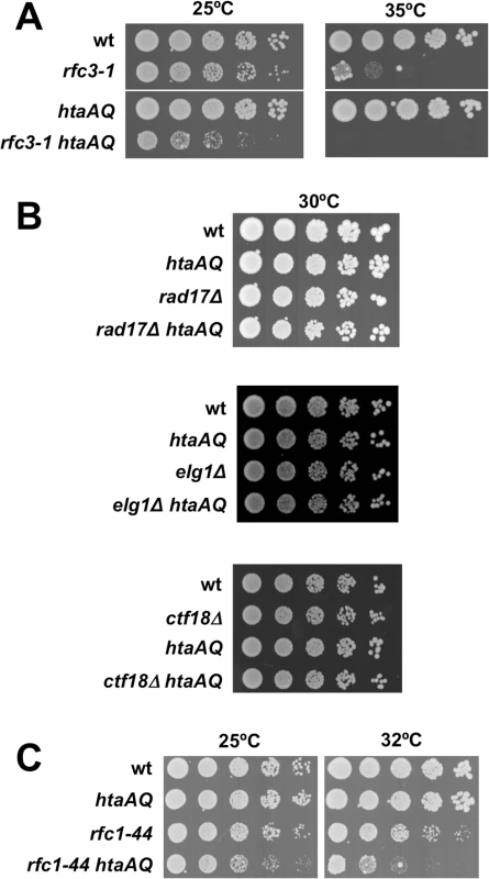 Critical requirement for γH2A when RFC function is impaired.