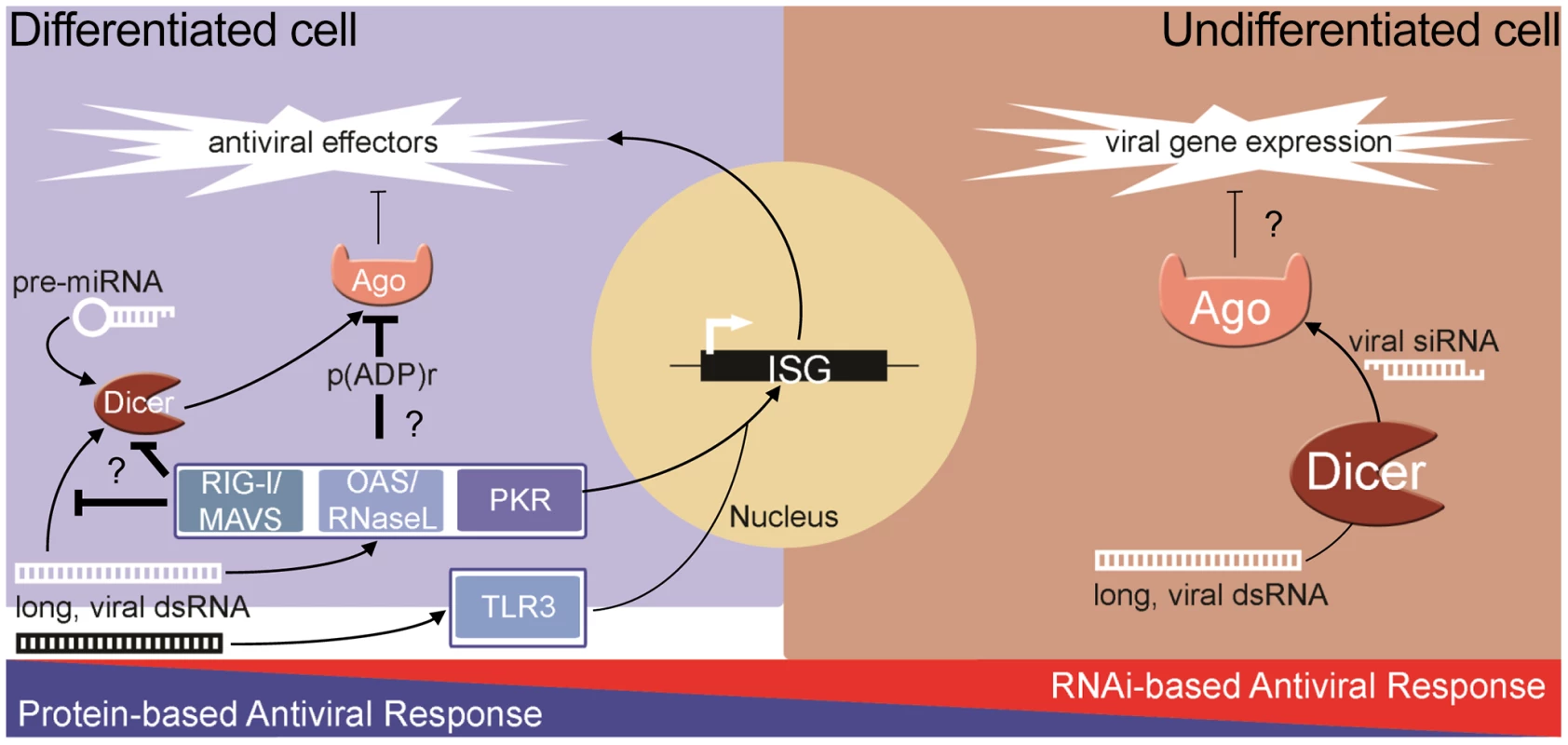 The dichotomy of antiviral responses in differentiated versus undifferentiated cells.