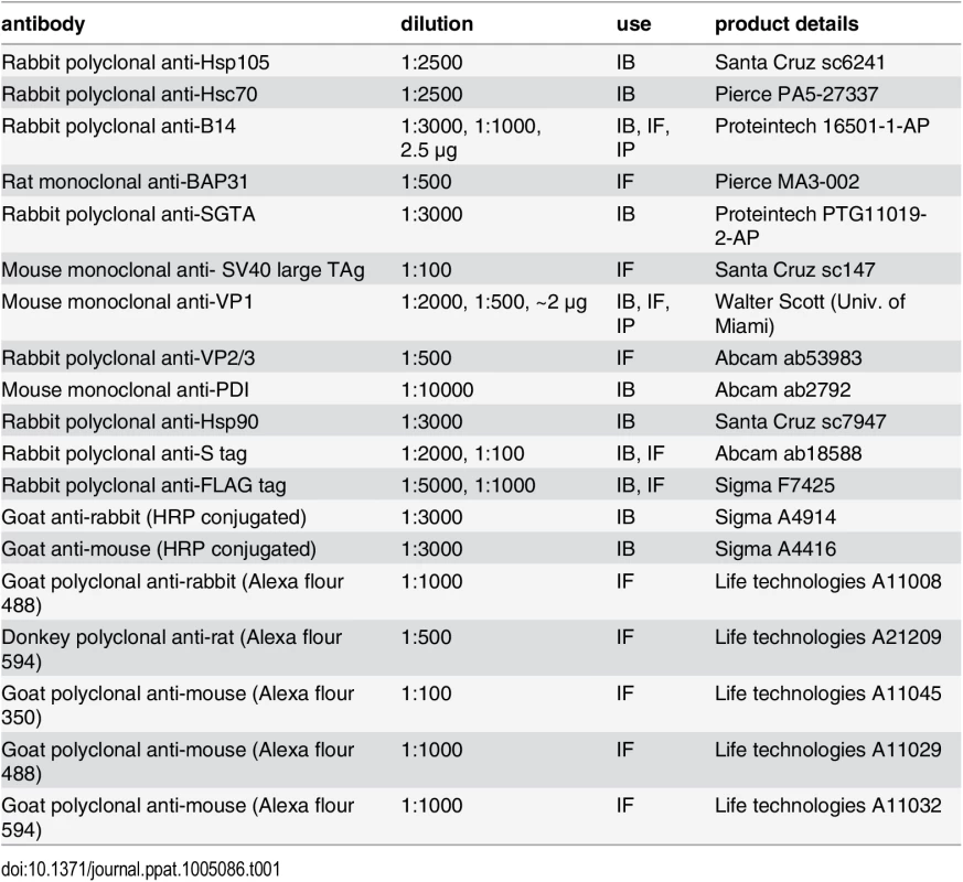 Antibodies used in this study.