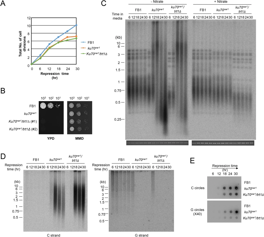 The growth and telomere phenotypes <i>Ustilago maydis ku</i> mutants do not depend on telomerase.
