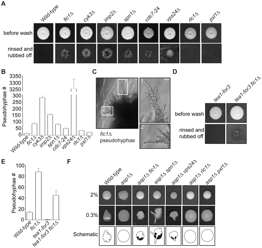 Cytokinesis mutants with growth polarity defects exhibit enhanced invasiveness.