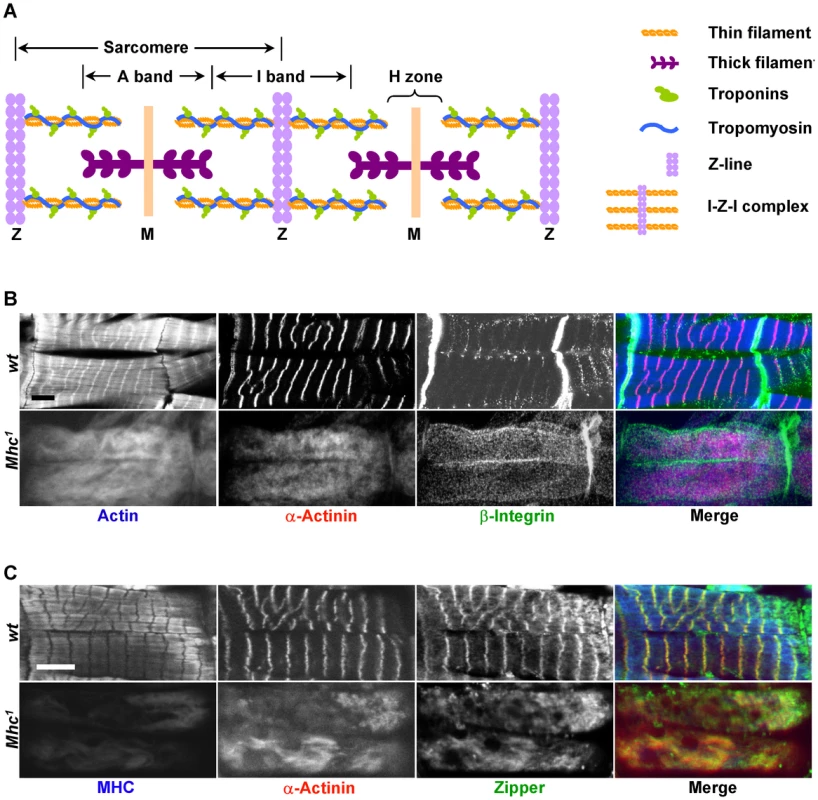 MHC is critical for muscle striation formation.