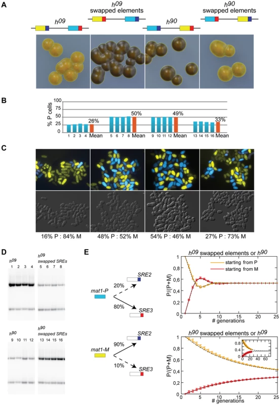 SRE2 and SRE3 mediate directionality ectopically.