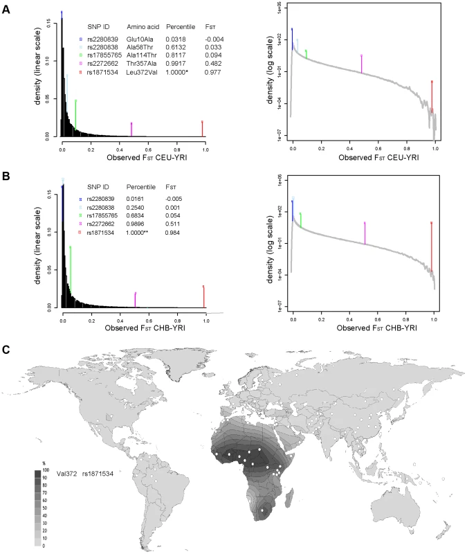 Extreme population differentiation of the Leu372Val polymorphism in <i>ZIP4</i> (<i>SLC39A4</i>).