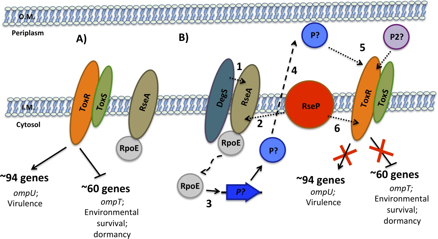 Sequential model for the RIP of ToxR during late stationary phase.