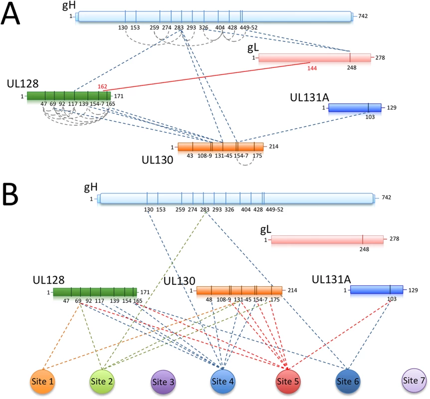 Chemical crosslinking and MS analysis of Pentamer and Pentamer/Fab complexes.