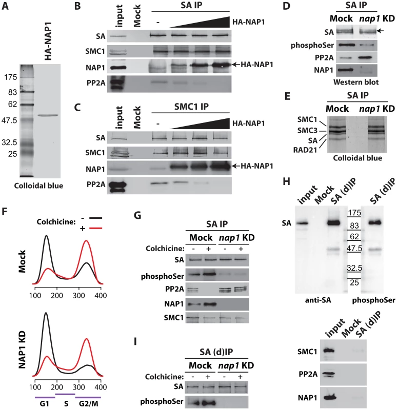 NAP1 regulates SA phoshorylation levels by counteracting PP2A association with chromosomal cohesin during mitosis.
