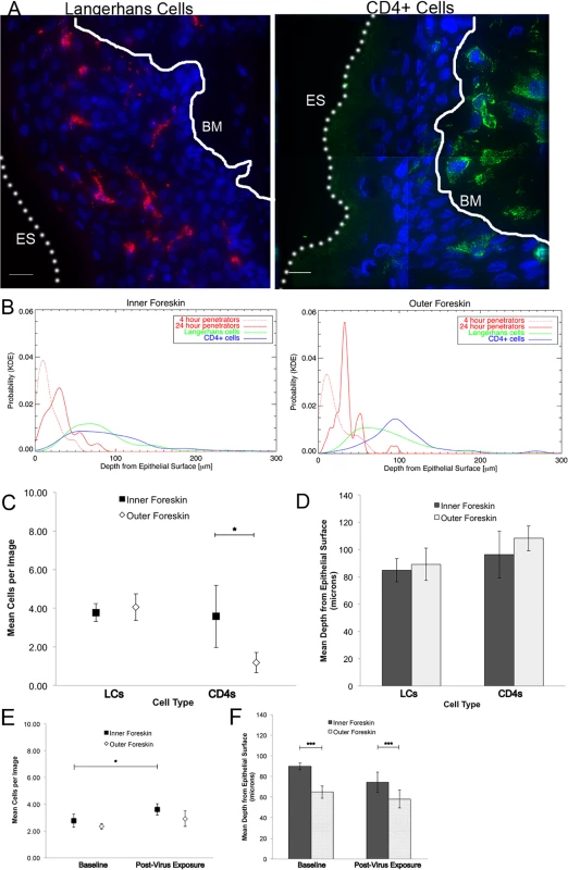 Tissue resident immune cells in foreskin tissues.