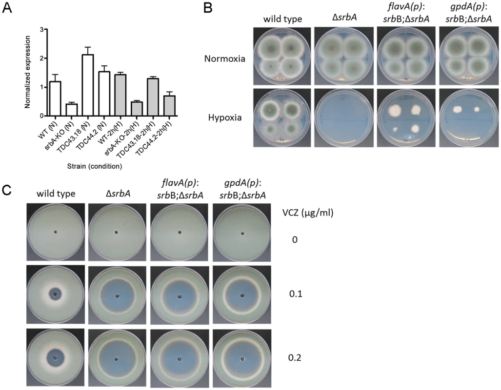 Restoration of <i>srbB</i> transcript levels in Δ<i>srbA</i> promotes growth in hypoxia.