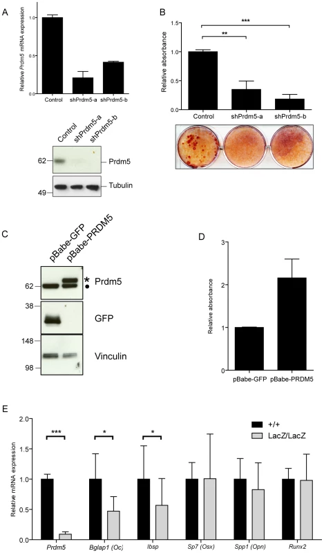Prdm5 deregulation impairs osteogenic differentiation <i>in vitro</i>.