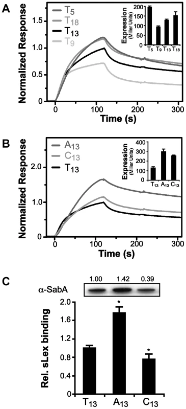 Binding of RNAP to P<i>sabA</i> DNA with varying tract length and nucleotide composition.