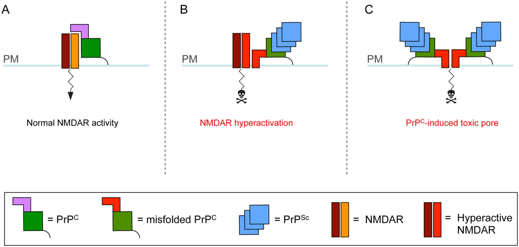 Theoretical model for how cell surface PrP<sup>C</sup> misfolding could result in neurotoxicity.