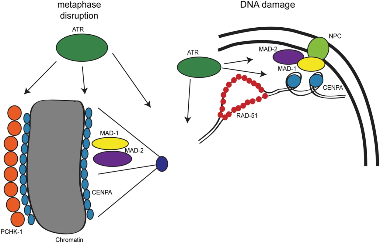Model for DDR and SAC interactions throughout the cell cycle.