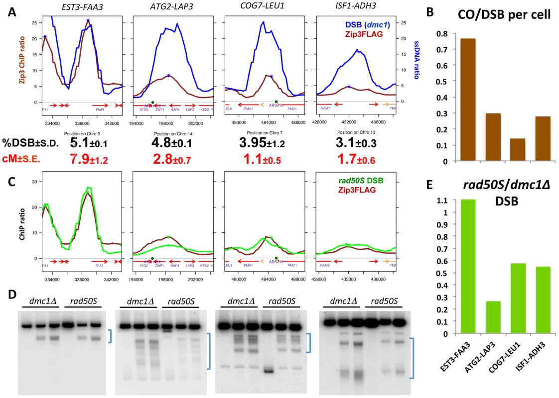 Variation in Zip3 binding to DSB sites reveals variation in crossover frequencies.
