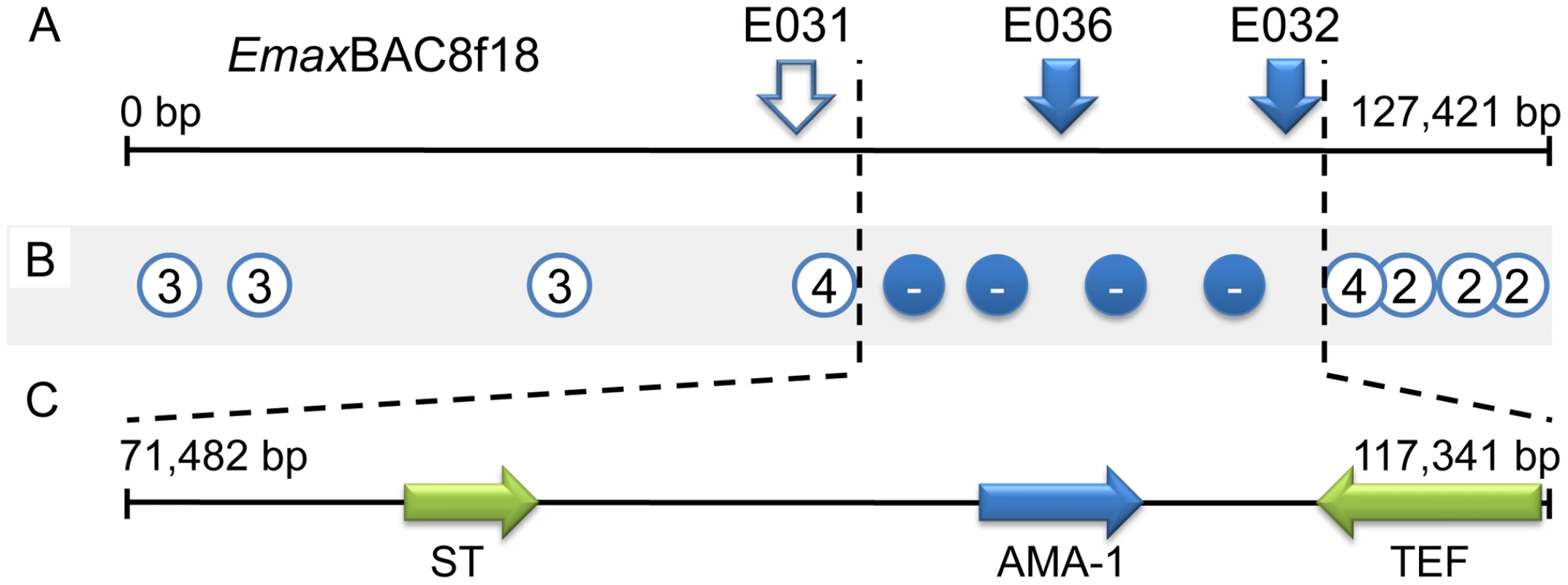 Fine mapping locus 1 correlated with susceptibility to strain-specific immune killing.