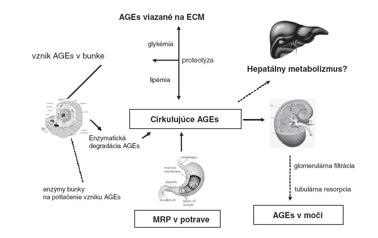 Metabolizmus AGEs v organizme a ich vylučovanie.
(AGEs - advanced glycation end products, produkty pokročilej glykácie, MRP – Maillard reaction products, produkty Maillardovej reakcie, ECM – extracelulárna matrix)
Koncentrácia cirkulujúcich AGEs je podmienená ich vznikom v telesných tekutinách a tkanivách, väzbou na extracelulárnu hmotu, prívodom MRP v strave a ich elimináciou formou enzymatickej degradácie, renálnej exkrécie ako i možného (zatiaľ diskutovaného) hepatálneho metabolizmu.