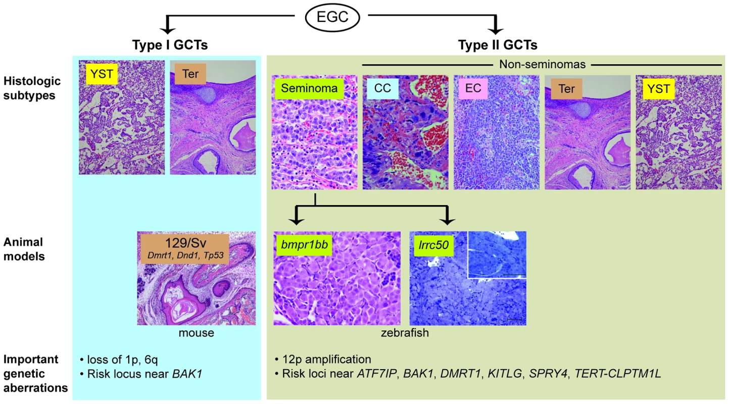 Animal models of TGCT and correlation to human histologic subtypes.
