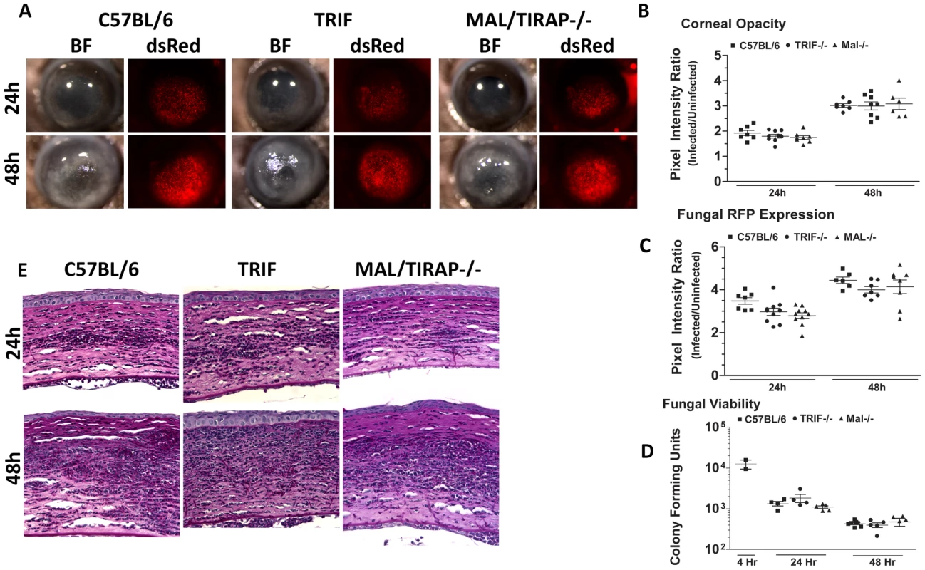 The role of TIRAP and TRIF in <i>A. fumigatus</i> keratitis.