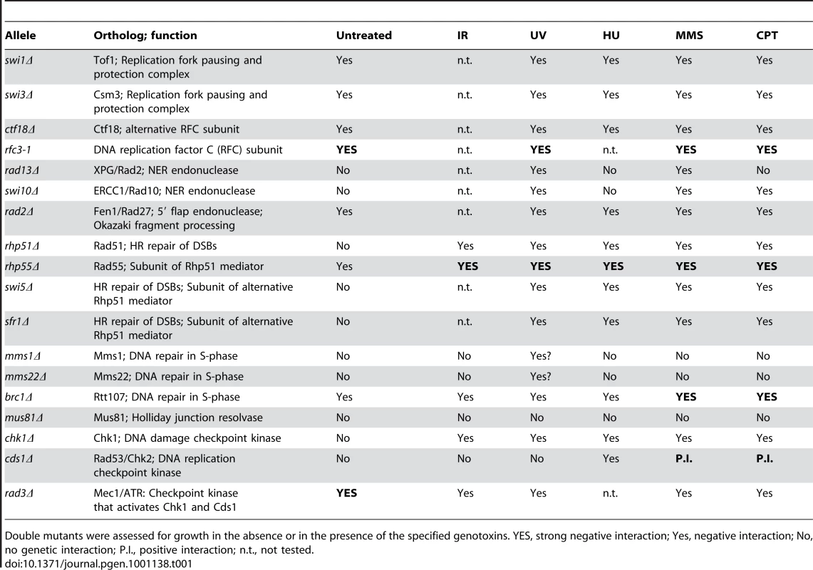 Summary of genetic interactions involving <i>ssb3Δ</i>.