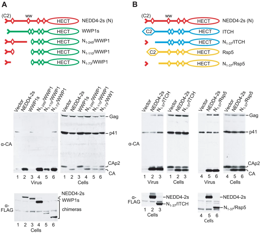 The residual C2 domain of NEDD4-2s is sufficient to transfer the ability to rescue HIV-1<sub>ΔPTAPP</sub>.