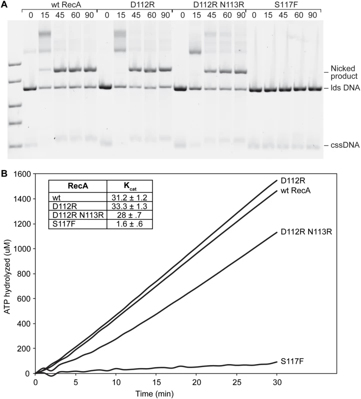 RecA D112R and RecA D112R N113R are capable of strand exchange and ATP hydrolysis.