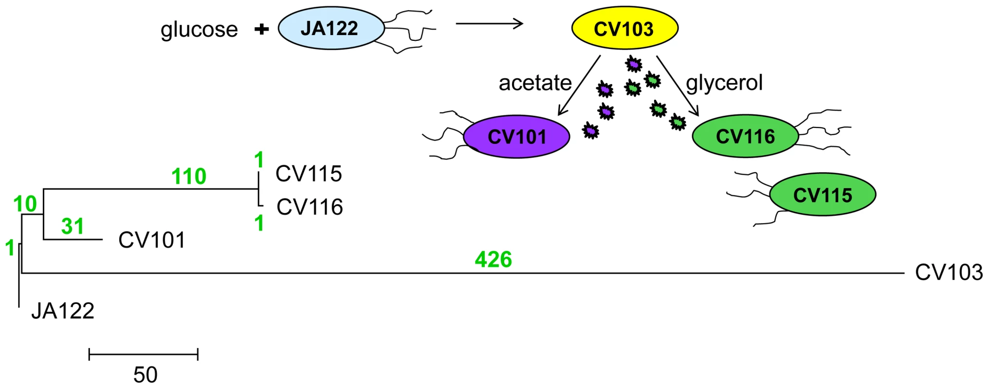 Phylogeny of strains based on whole-genome sequence.