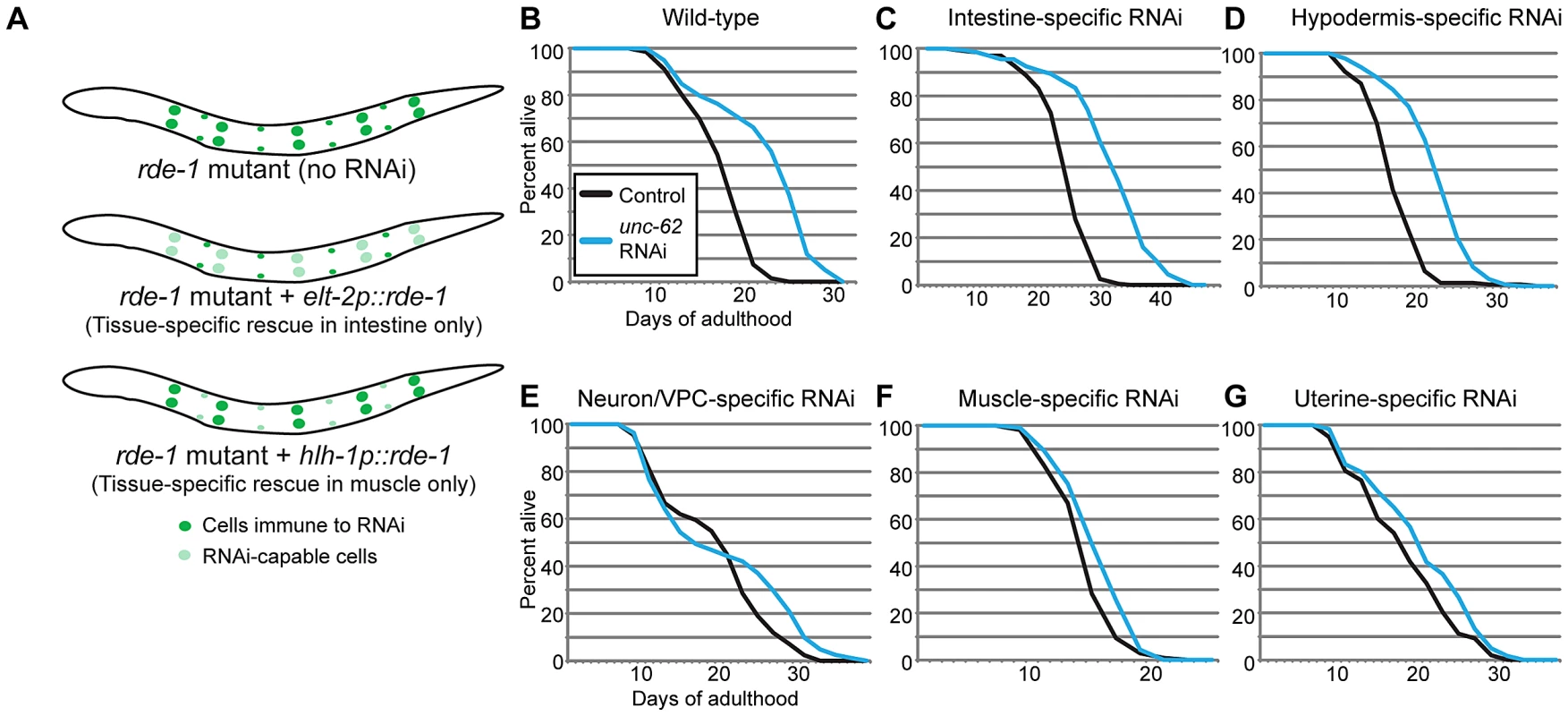 UNC-62 knockdown extends lifespan in intestinal and hypodermal tissues.