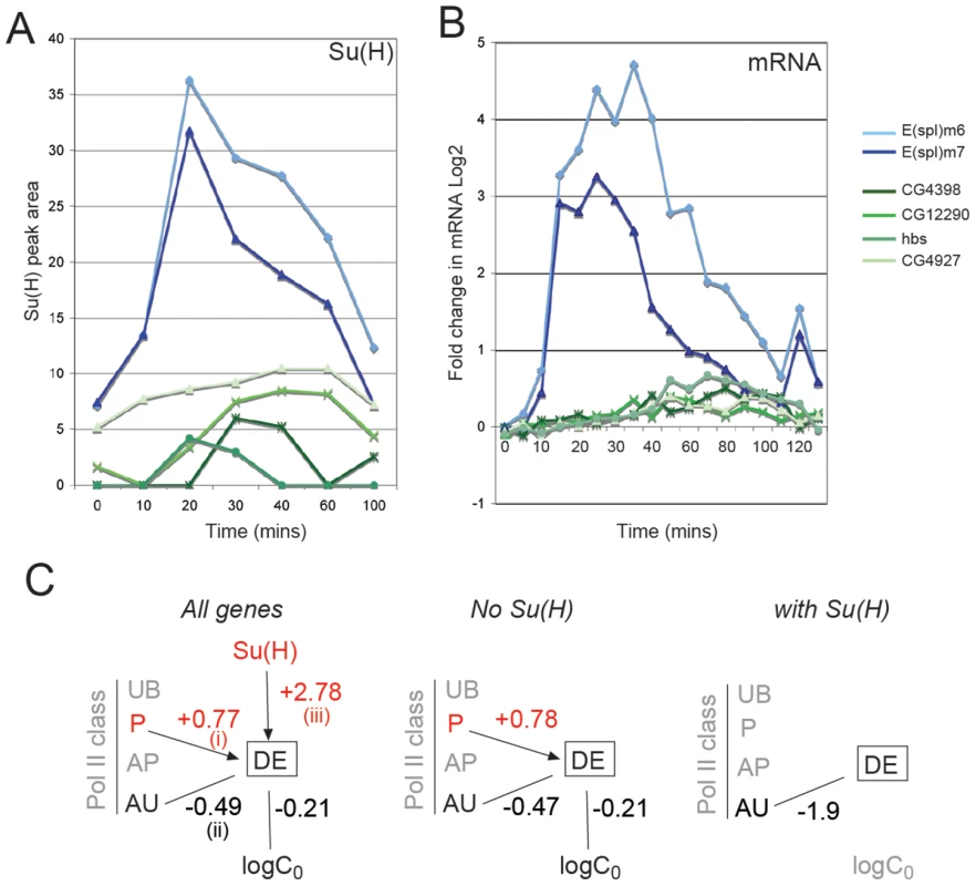 Relationship between Su(H) binding and gene responses.