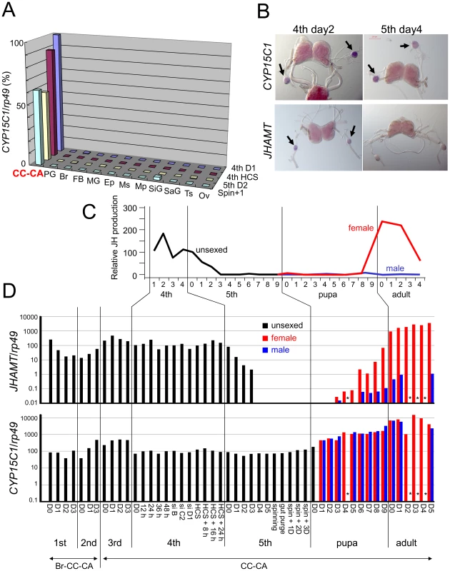 Temporal and spatial expression of <i>CYP15C1</i>.
