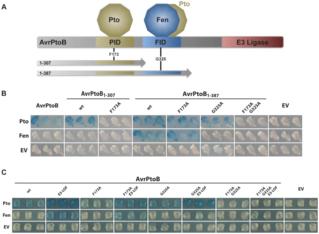 Pto, but not Fen, binds the PID of AvrPtoB and is recalcitrant to E3 ligase-mediated degradation.