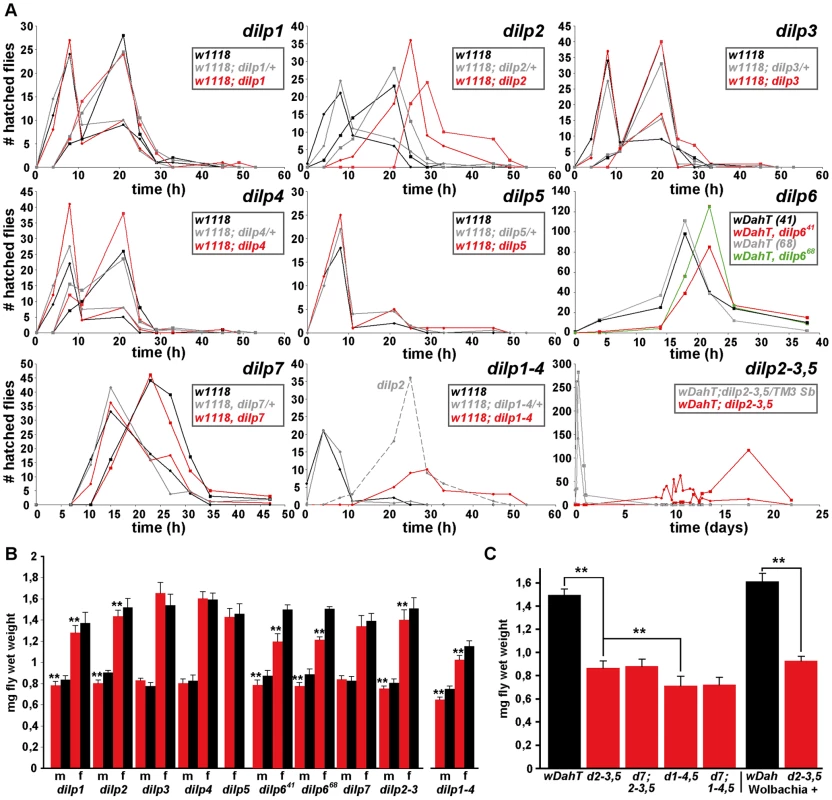 Development time and body weight of <i>dilp</i> mutants.