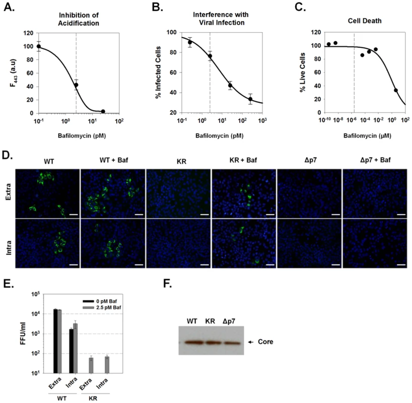 Bafilomycin A1 rescue of infectious virus production.