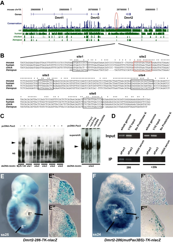 A conserved 286 bp element 5′ of the <i>Dmrt2</i> gene directs Pax3-dependent expression in the somite.