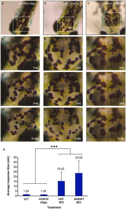<i>ninl</i> and <i>dzank1</i> knockdown results in epinephrine-induced melanosome retraction delay.