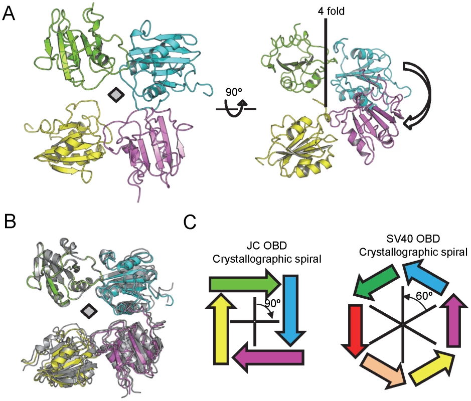 The higher order structures present in the JCV T-ag OBD crystals.