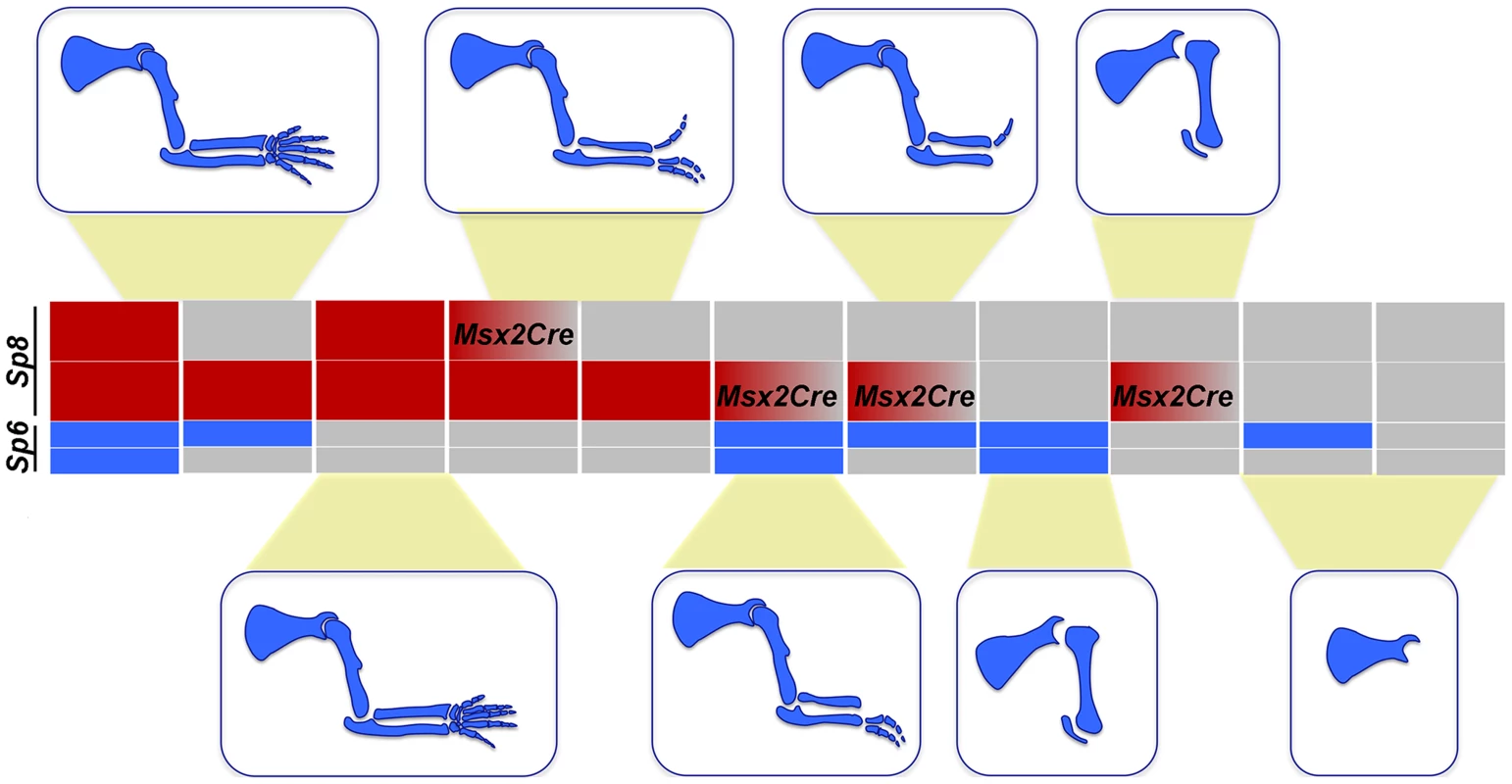 Illustration showing the correlation between the <i>Sp6/Sp8</i> gene dose and the severity of the limb phenotype.