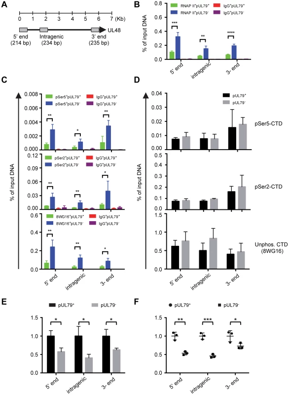 pUL79 alters the rate of transcriptional elongation at various regions of the UL48 gene.
