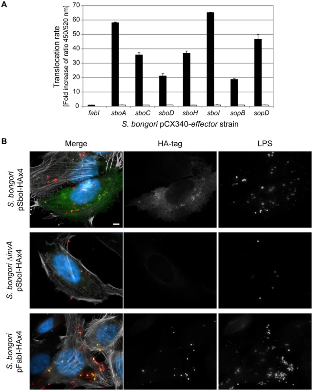 <i>S. bongori</i> translocates five novel effector proteins into the host cell.