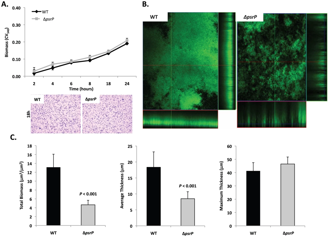 Deletion of <i>psrP</i> alters bacterial interactions in mature biofilms but not during early biofilm attachment.