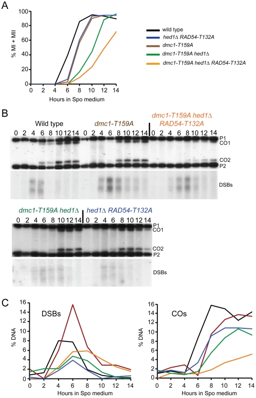 Meiotic progression and crossover formation in various <i>dmc1-T159A</i> SK1 strains.