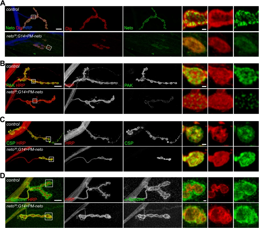 Postsynaptic differentiation requires processing of Neto prodomain.
