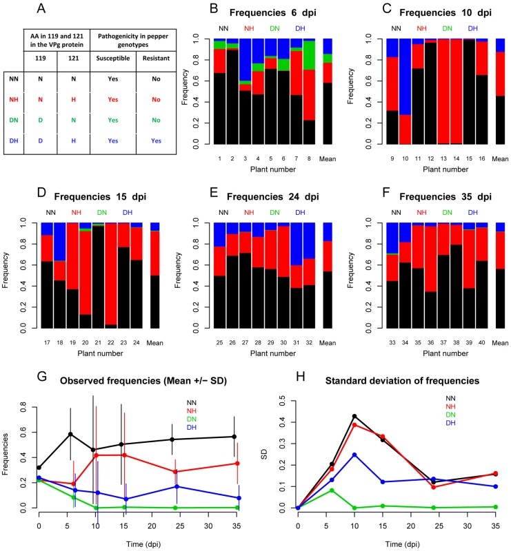Observed intra-host dynamics of four PVY variants.