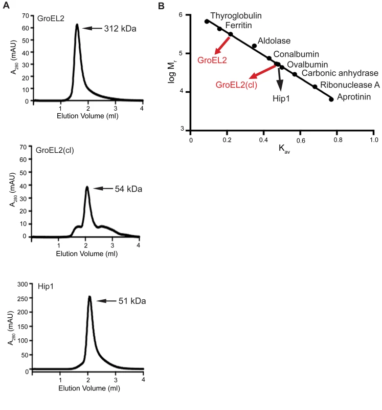 GroEL2 is a multimer <i>in vitro</i> and is converted to a monomer following cleavage by Hip1.