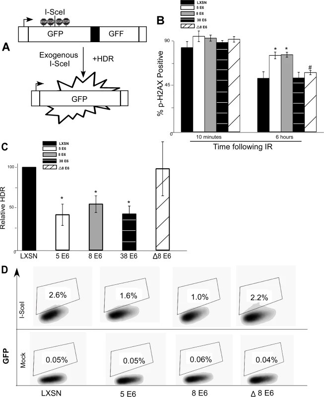 β-HPV 5 and 8 E6 attenuate homology dependent repair of double strand breaks.