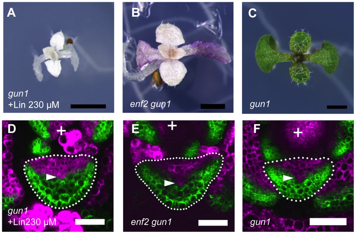 The plastid effects on FMB shifting and lamina expansion depend on the <i>GUN1</i> gene.